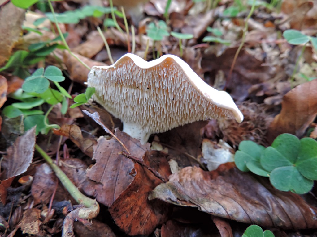 Gele stekelzwam [11591] 19-okt-2014 (Bentheimerwald, Bad Bentheim).jpg - Gele Stekelzwam [Hydnum repandum]